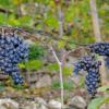Trauben für das „Lauinger Schlitzohr“ wachsen unter anderem im Weinberg am Kannenkeller. 
