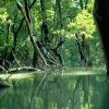 Ein Mangrovenwald an der Flussmündung des Daintree-Rivers in Queensland in Australien. Ökosysteme an den Küsten sind vom Klimawandel bedroht.
