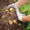 Sie möchten Kartoffeln im Garten setzen? Hier haben wir hilfreiche Tipps rund um die Kartoffel für Sie.