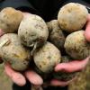 EU-Kommission genehmigt Gen-Kartoffel Amflora