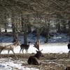 Jetzt in den Wintermonaten sollten Spaziergänger im Wald darauf achten, Wildtiere nicht unnötig zu stören. 	