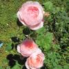 Vorrangig robuste Rosensorten werden im Kreislehrgarten gepflanzt. 