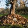 Ab auf den Kompost! Das mühsam zusammengeharkte Herbstlaub wird so zu neuer Erde oder wertvollem Dünger.