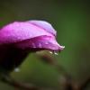 Magnolienblüte im Regen: Über Pfingsten wird es nasskalt.