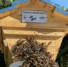 So sieht es aus, wenn 20.000 Bienen umziehen. 