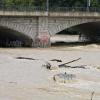 Nach starkem Regen fließt braunes Wasser unter der Reichenbachbrücke durch das Flussbett der Isar in München.