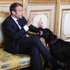 Der französische Präsident Emmanuel Macron im August im Elysee-Palast mit seinem Hund Nemo.