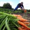 Wer im Sommer ernten will, muss rechtzeitig mit Planung und Aussaat beginnen – also jetzt im Herbst. In der Region gibt es immer mehr Menschen, die Obst und Gemüse aus eigenem Anbau ernten wollen. Und daher gibt es auch immer mehr Initiativen und Projekte, wo man dem neuen Trend frönen kann. 