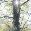 Viel Sonne und Wärme gab es im April und entsprechend früh bekamen die Bäume ihr Laubkleid, wie diese Aufnahme vom 24. April zeigt.  