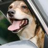 Einen Hund sollte man bei warmen Temperaturen nicht im Auto zurücklassen.