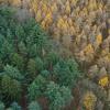 "Alle Baumarten kämpfen mehr oder weniger mit den Folgen des Klimawandels", sagt Forstamtsleiter Jürgen Kircher.