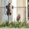 In Rumänien sind Braunbären längst heimisch. Hier klettert ein Tier über den Zaun einer Schule. Danach wurde es erschossen.