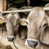 Betriebe mit hunderten Kühen sollen künftig stärker kontrolliert werden.