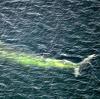 In der Ostsee sind nur selten Wale zu sehen. Am Montag gelang es einem Angler, einen solchen auf Video festzuhalten. Symbolbild