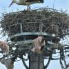 In der Durisheimer Trowinstraße ist dieses Nest auf einem Masten errichtet worden.