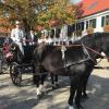 Prächtige Kutschen und schön geschmückte Pferde werden beim Leonhardiritt in Gessertshausen zu sehen sein.