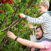 Gemeinsam geht‘s leichter: Jetzt sind viele Kirschen reif und warten darauf, in den Mund zu wandern oder zu einem leckeren Kuchen gebacken zu werden.