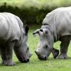 Jungtiere im Augsburger Zoo: Kibo (links) und Keeva.     