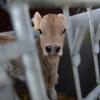 Landwirte in Schwaben müssen ihre Kälber teils für sehr wenig Geld verkaufen.