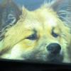 Hunde sollte man nie alleine im Auto zurücklassen - gerade bei den aktuell vorherrschenden Temperaturen, sagt die Tierrechtsorganisation Peta. Foto: Thorsten Jordan