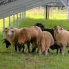 Wenn überhaupt, sieht man Schafherden durch die Modulreihen ziehen, die dort für eine natürliche Pflege der Vegetation sorgen sollen.
