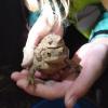 Ein Erdkrötenpaar, entdeckt im Landkreis Dillingen