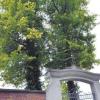 Seit rund einem Jahrhundert wachsen die Linden auf dem Bächinger Friedhof. Nun ist ein heftiger Streit in der Gemeinde um die Bäume ausgebrochen.   