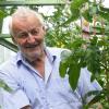 Mehr als 40 Tomatensorten baut Fred Spicker in seinem Gewächshaus in Pfaffenhausen an.