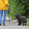 Halter von Hunden sollen in Vöhringen ab dem kommenden Jahr mehr bezahlen. Der Hauptausschuss hat sich für die Erhöhung der Hundesteuer bereits ausgesprochen. Ein endgültiger Beschluss fällt aber erst im Stadtrat.  	