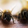 Hat die Politik den Bienenschutz vernachlässigt? Die Aurelia Stiftung sagt, das genau das passiert ist.