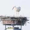 In St. Ottilien gibt es seit Freitag wieder einen Storch und man hofft dort, dass es nach zwei Fehlschlägen in den vergangenen Jahren heuer auch Nachwuchs gibt. 