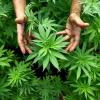 Obwohl in Deutschland insgesamt immer weniger illegale Drogen konsumiert werden, steigt der Marihuana-Gebrauch stetig an. Strafrechtler fordern nun eine Legalisierung der Droge.
