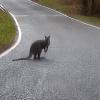 Im Saarland ist ein Känguru entlaufen.