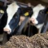 Nach dem Pferdefleisch und millionenfach falsch deklarierten Bioeiern könnten nun möglicherweise giftige Schimmelpilze in Milch gelangt sein.