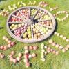 Das Motto der 14. Gartenlust „Zufall und Ordnung“ ist auf der Picknickwiese mit Äpfeln bildschön versinnbildlicht. 