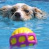 Bei hochsommerlichen Temperaturen war diese Abkühlung willkommen: Das geliebte Spielzeug fest im Blick, schwimmt es sich dazu noch besonders gut in dem 30000 Liter fassenden Pool der Dog-Diving-Meisterschaft. 