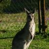 Ein Känguru mit einem Narkose-Gewehr zu betäuben, ist laut einem Tierarzt nahezu unmöglich. 