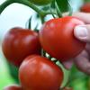 100 Prozent Pomodoro italiano: Dieser Hinweis hilft unter anderem echte italienische Tomaten zu erkennen.