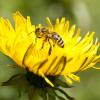 Biene und Blüte – heuer war nicht ganz so viel zu holen. Das hat direkte Auswirkungen auf die Honigmenge. 	