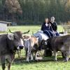 Tina Rothach und Markus Dodel bei ihrem Allgäuer Braunvieh auf der Weide. Die Hörner bleiben bei den Wiederkäuern dran. 