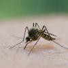 Kommen nach dem Hochwasser die Mücken? Das Gesundheitsamt Aichach-Friedberg rechnet "mit einer deutlichen Zunahme der Mückenpopulation".