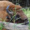 Der Wisentbulle Nox wurde 15 Jahre alt. Er kam am 25. Juni 2000 im Tierpark Nürnberg zur Welt. Jetzt starb er an einer Infektion. 