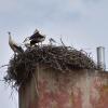 Mächtig was los war in den vergangenen Wochen im Storchennest auf dem Tanzhaus in Donauwörth. Dort wuchsen vier Jungstörche auf. Auch andernorts waren die Vögel in der Region beim Brutgeschäft erfolgreich.