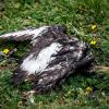 Millionen Vögel sind bereits am Vogelgrippevirus gestorben. 