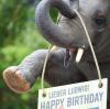 <p>Ludwig feiert seinen vierten Geburtstag noch im Tierpark Hellabrunn. Im Laufe des Monats soll er nach Heidelberg umziehen.</p>