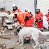 In den Trümmern eines Abbruchhauses trainiert die Rettungshundestaffel der Feuerwehr Ulm. 	