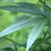 Cannabis verschafft unheilbar Kranken Linderung.