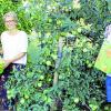 Margot Hansen, Martina Hillenbrand und Vorstand Günter Wünsch (von links) hoffen, dass sich alle bei der diesjährigen Obst- und Mostsaison an die Corona-Schutz- und -Hygienevorkehrungen halten. 	