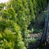 Als immergrüne Hecke eignet sich zum Beispiel die Thuja, auch Lebensbaum genannt. Von ihr gibt es mehrere Sorten, die das ganze Jahr hindurch grün sind. In Bergheim wurden mehrere solcher Hecken vermutlich absichtlich in Brand gesetzt. 