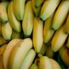 Sechs Wochen benötigt eine Bananenschale zum Verrotten. 